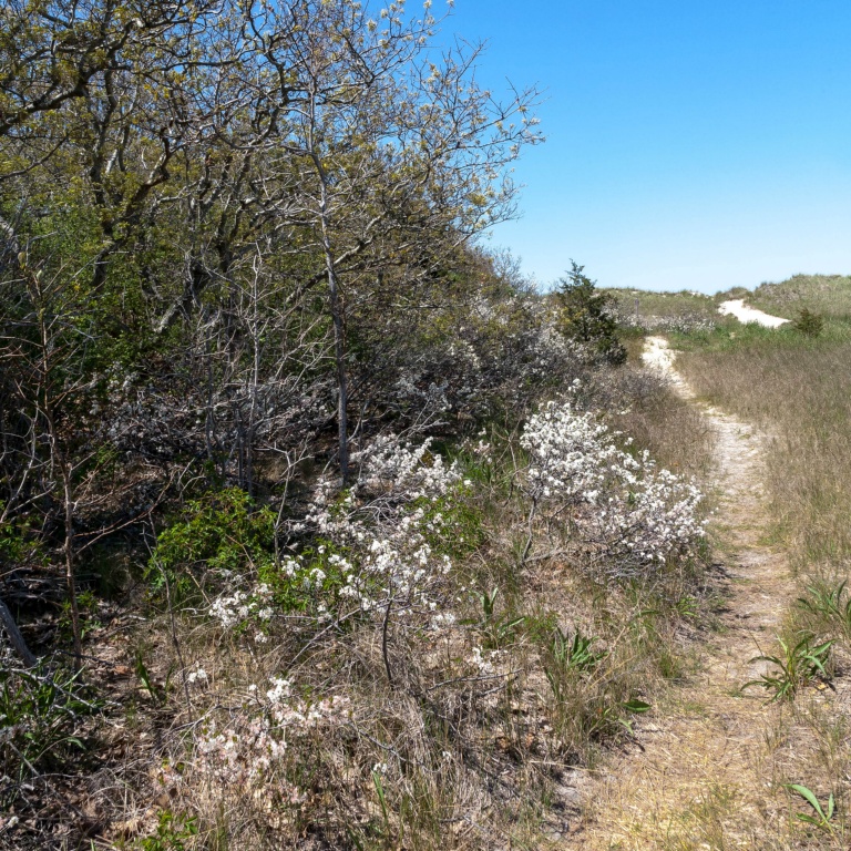 Path, Crowe's Pasture